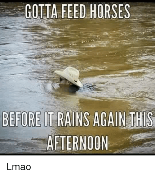 gotta-feed-horses-before-it-rains-again-this-afternoon-lmao-11182042